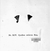 Cyathus striatus image
